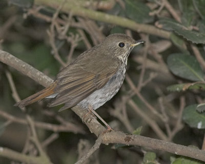 Hermit Thrush