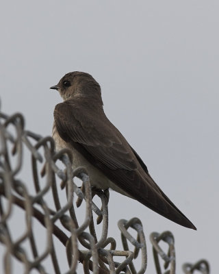 Northern Rough-winged Swallow