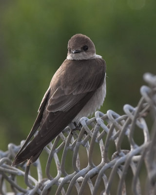 Northern Rough-winged Swallow