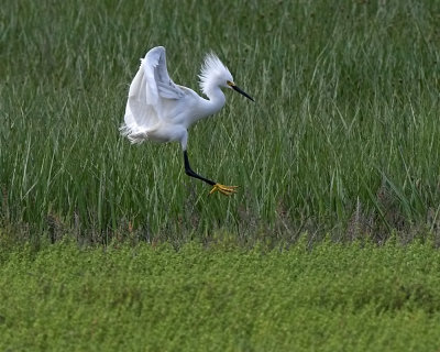 Snowy Egret