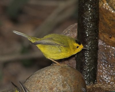 Wilson's Warbler - male