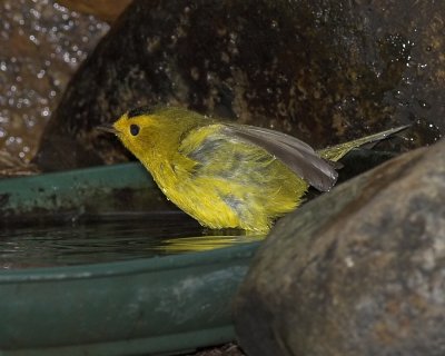 Wilson's Warbler - male