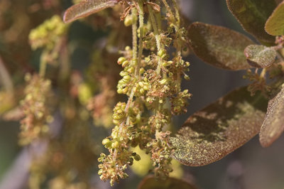 IInterior Live Oak (Quercus agrifolia agrifolia)