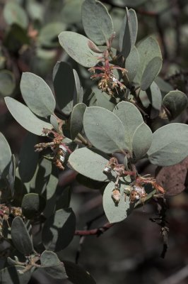 Big Berry  Manzanita (Arctostaphylos glauca)