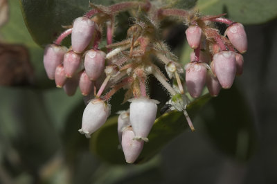 Big Berry  Manzanita (Arctostaphylos glauca)