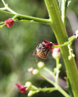 California Bee Plant