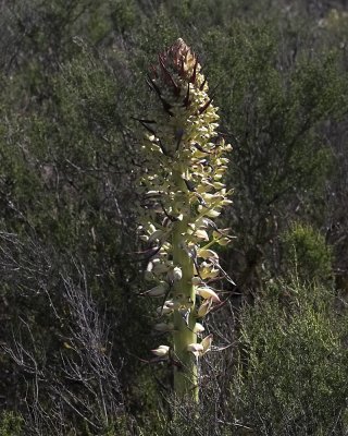 Our Lord's Candle  -  (Yucca whipplei)