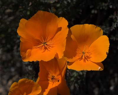 California Poppy (Eschscholiza californica)