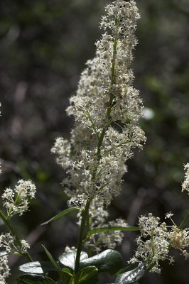 Palmer Lilac (Ceanothus palmeri)