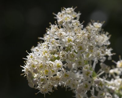 Palmer Lilac (Ceanothus palmeri)