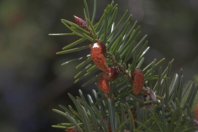 Big cone Douglas Fir