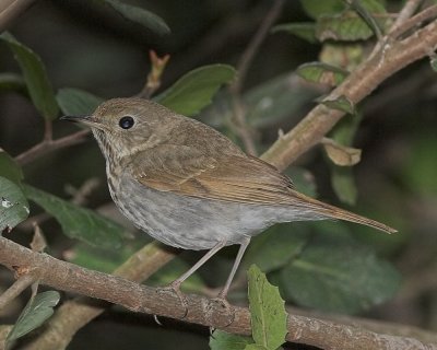 Hermit Thrush