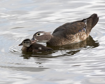 Wood Duck - female with young