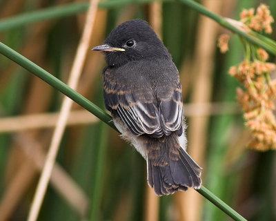 Black Phoebe - juvenile
