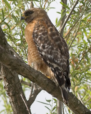 Red-shouldered Hawk