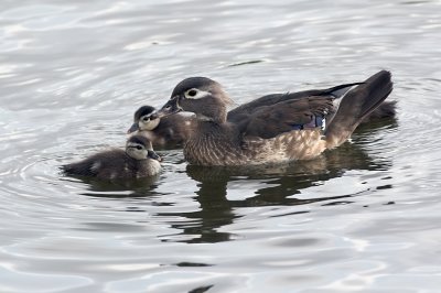 Wood Duck - female with young