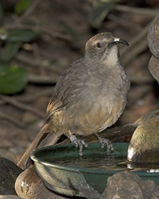 California Thrasher