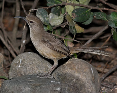 California Thrasher