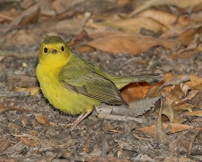 Wilson's Warbler - female