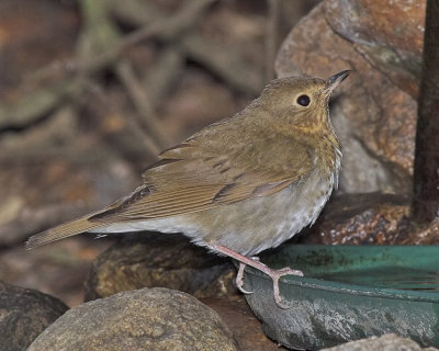 Swainson's Thrush