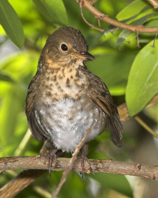 Swainson's Thrush