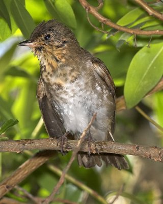 Swainson's Thrush