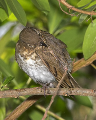 Swainson's Thrush