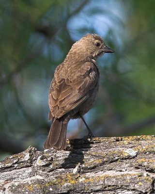 Brown-headed Cowbird - female