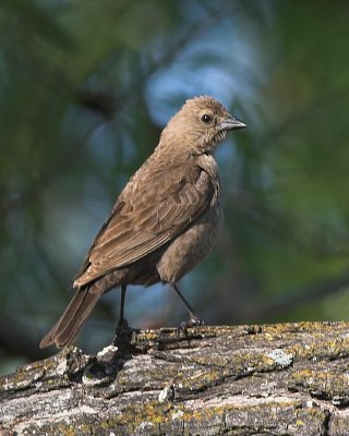 Brown-headed Cowbird -female