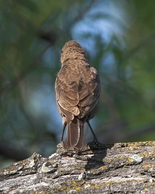 Brown-headed Cowbird -female