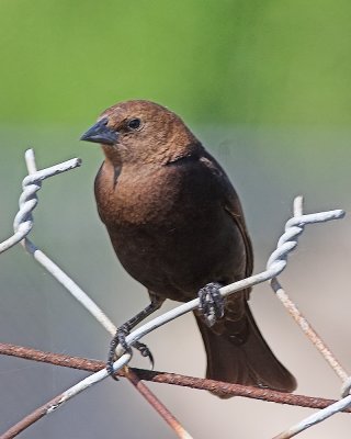 Brown-headed Cowbird -male