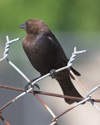 Brown-headed Cowbird -male