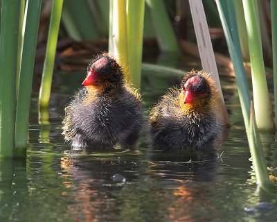 Coot - chicks