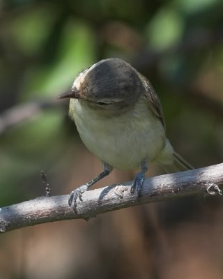 Warbling Vireo