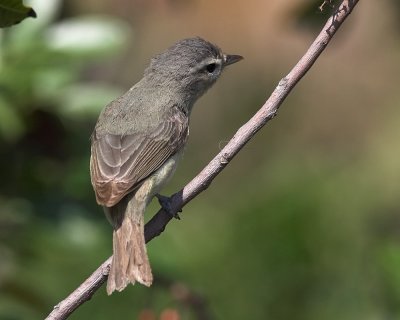 Warbling Vireo