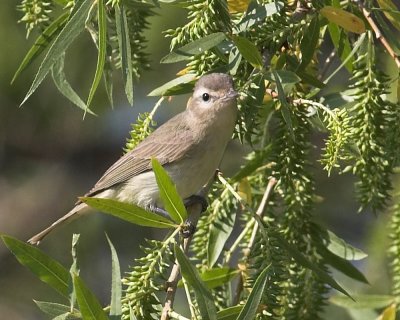 Warbling Vireo