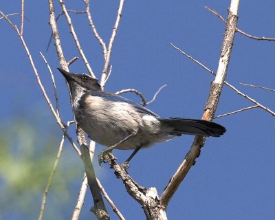 Scrub Jay