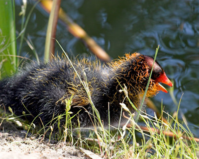 Coot - chicks