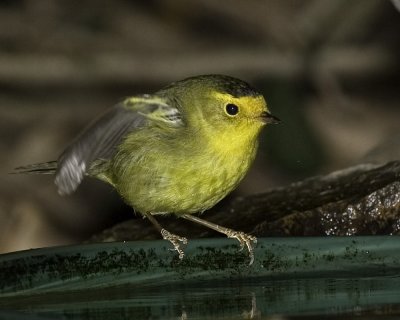 Wilson's Warbler - male