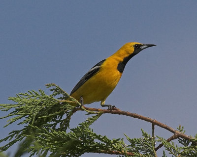 Hooded Oriole