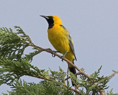 Hooded Oriole