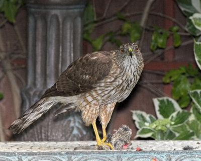 Cooper's Hawk