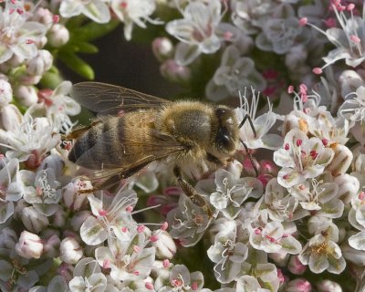 Honey Bee  (Apis mellifera)