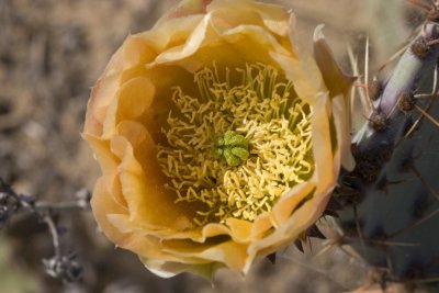 Coast Prickley Pear  (Opuntia littoralis)