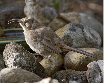 California Thrasher