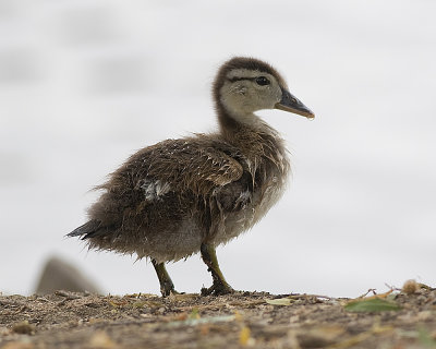 Wood Duck duckling