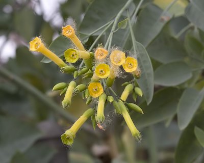 Tree Tobacco (Nicotiana glauca)