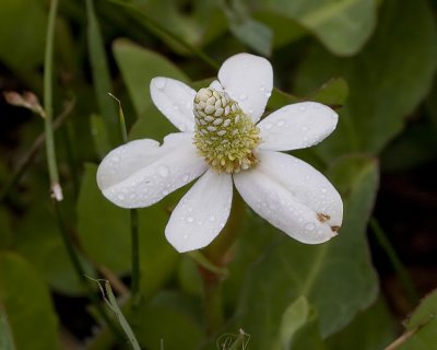 Yerba Mansa (Anemopsis californica)