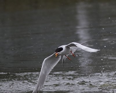 Forster's Tern