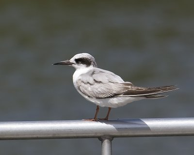 Forster's Tern - juvenile